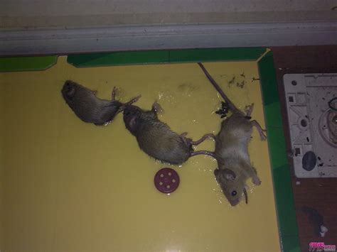 老鼠死在家裡 客廳擺設照片